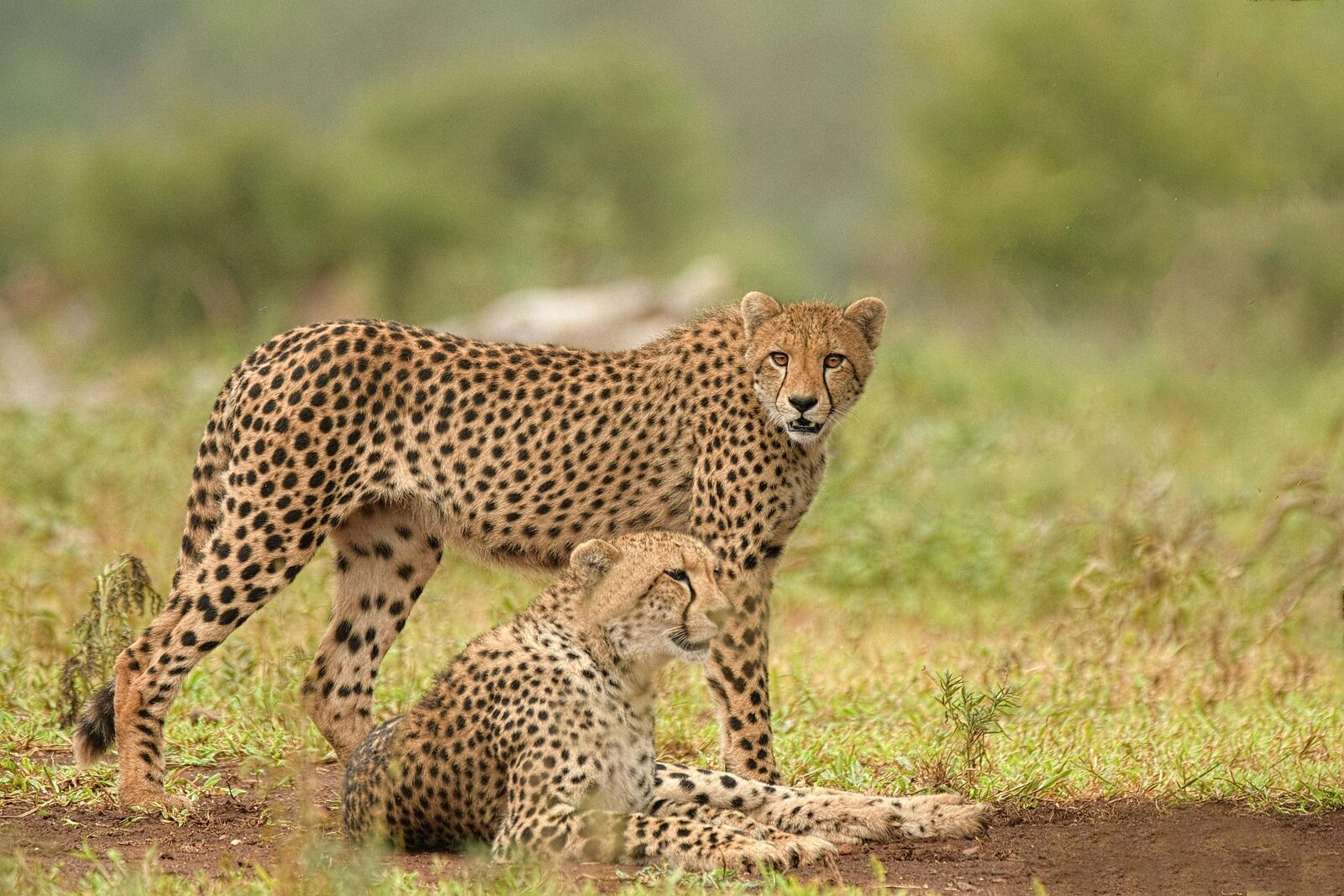Two cheetahs alert in grassland on safari