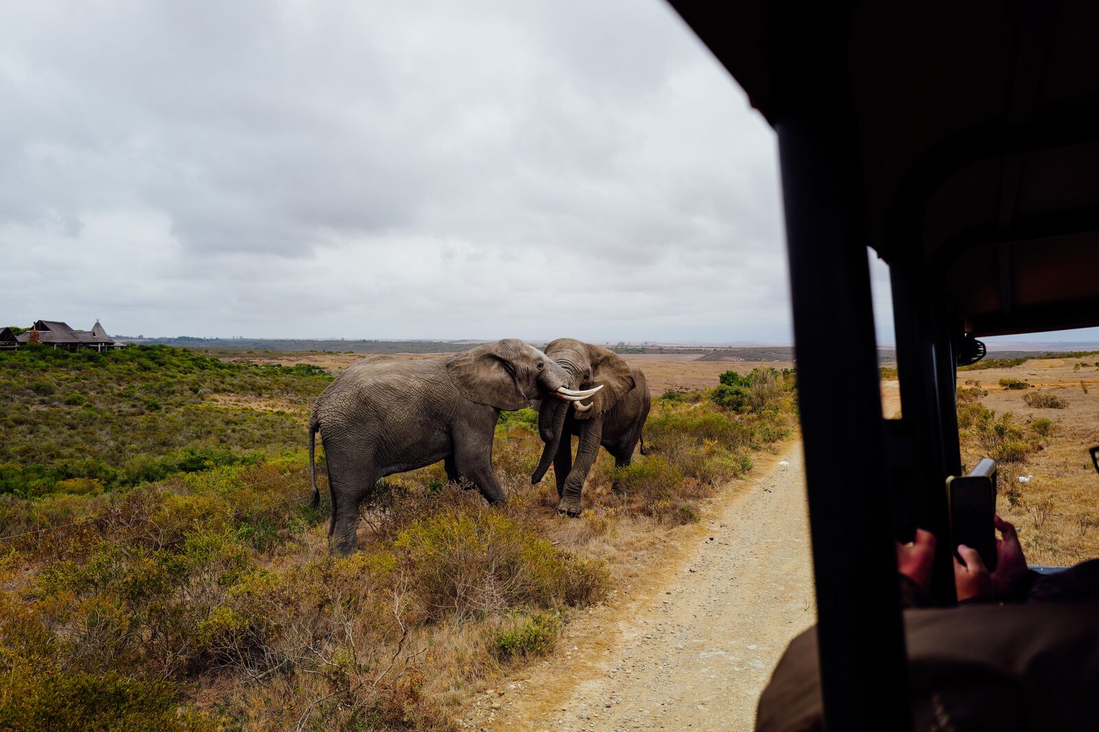 African elephants viewed from an open safari vehicle