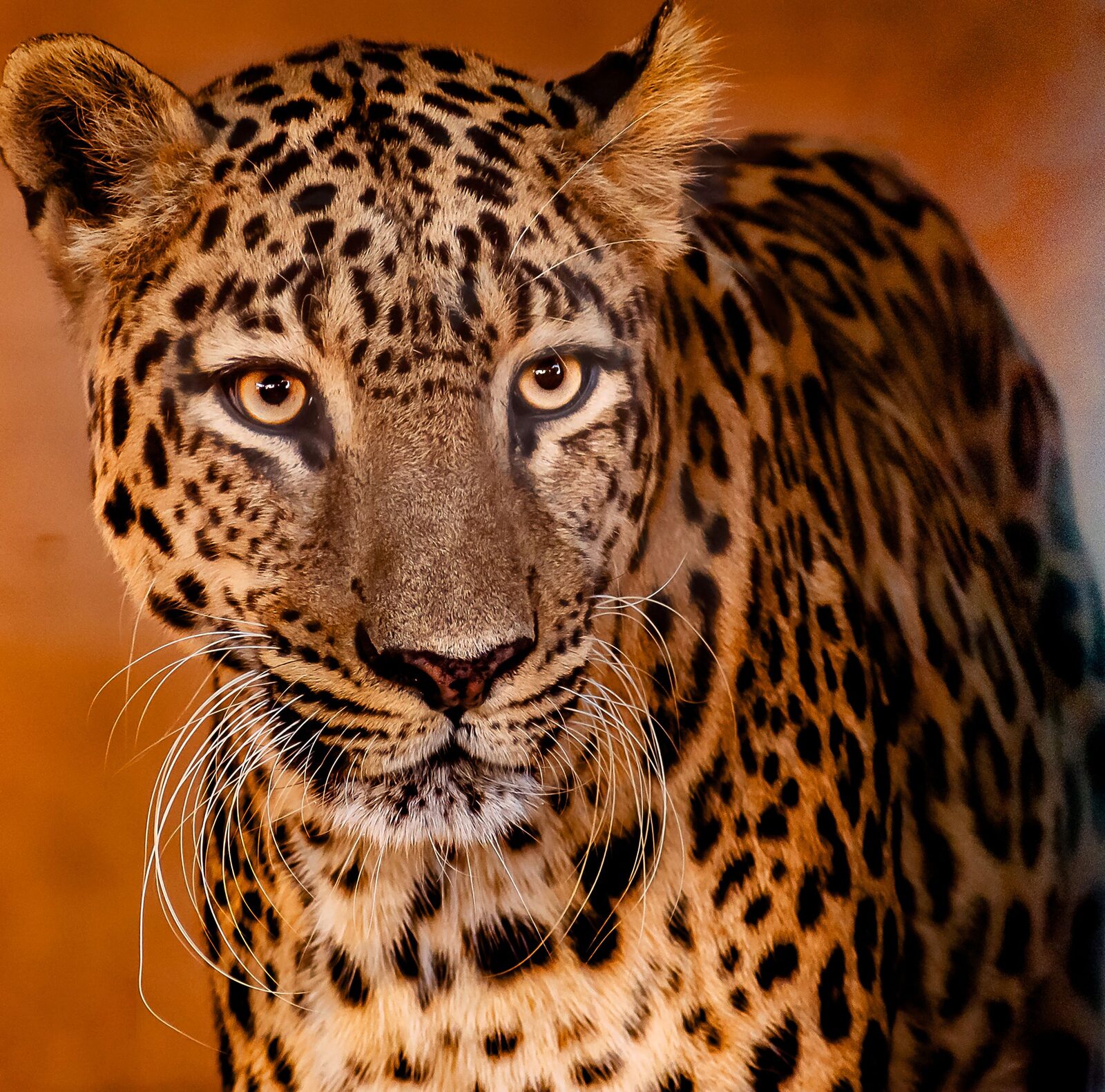 African leopard portrait, eye contact, golden hour