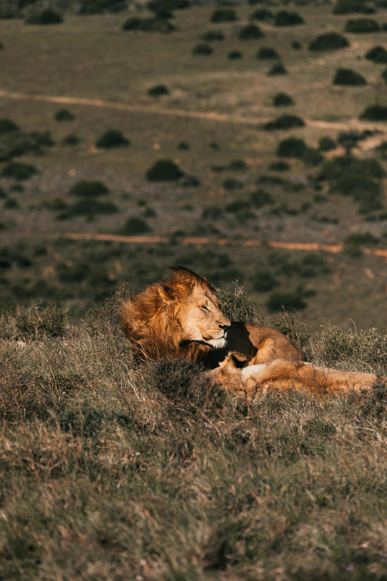 Lion on a grassy hillside in an Eastern Cape private reserve