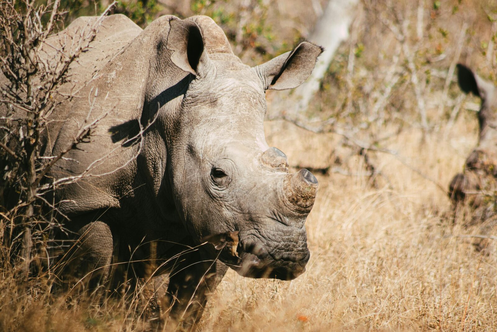 Black rhino mother and calf on the Eastern Cape plains