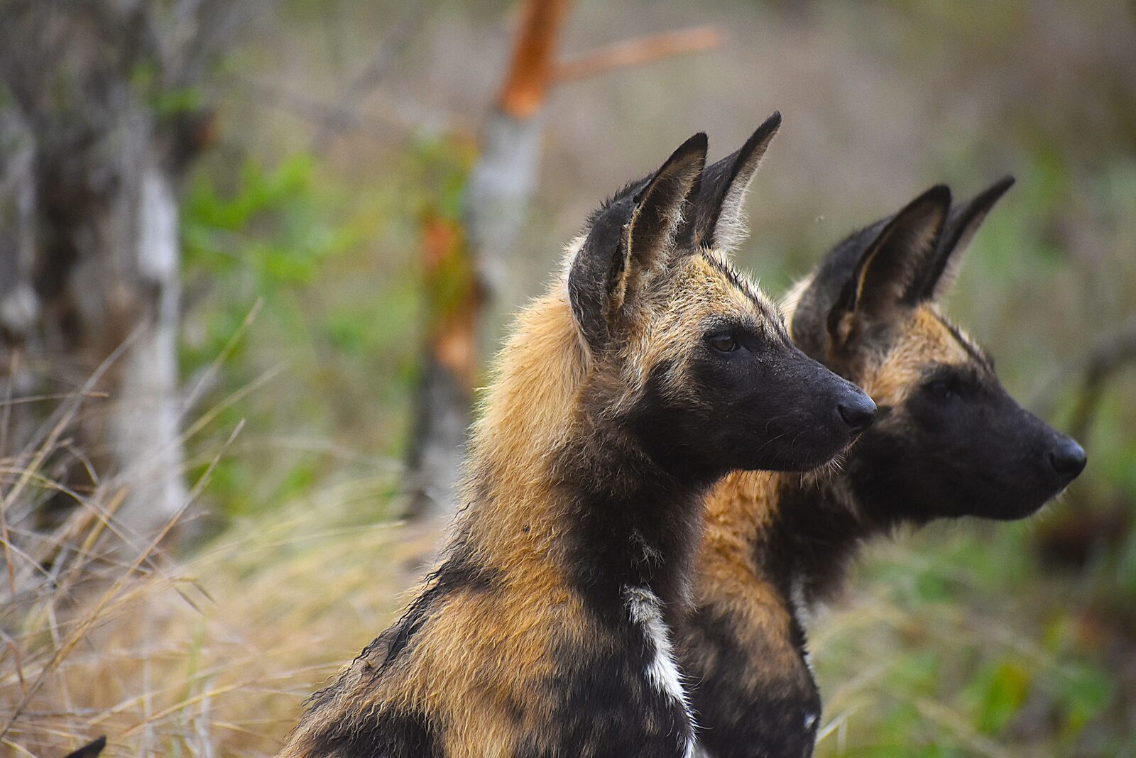 African wild dogs (painted dogs) on a private game reserve
