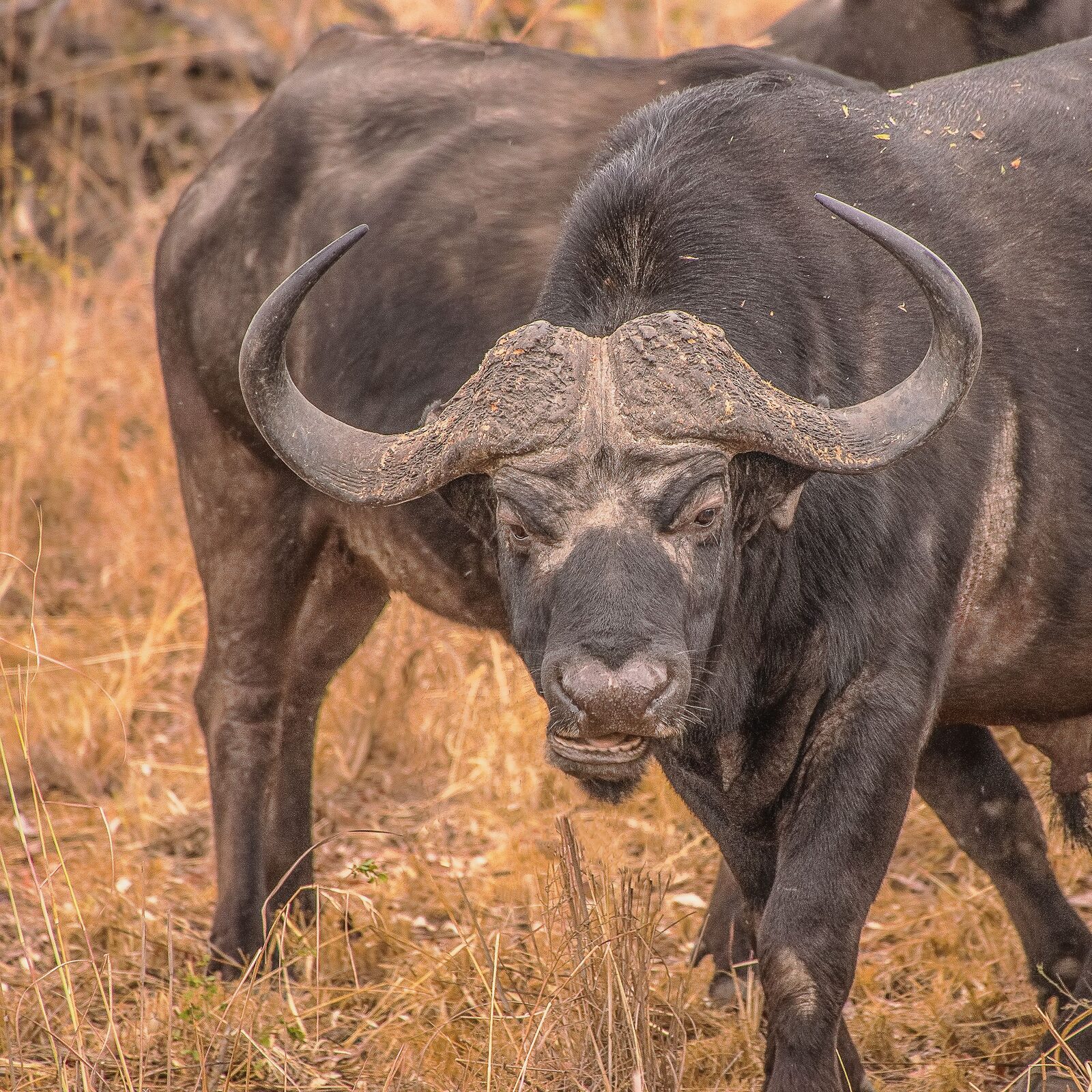 Big 5 — lion, leopard, elephant, buffalo and rhino on an Eastern Cape reserve