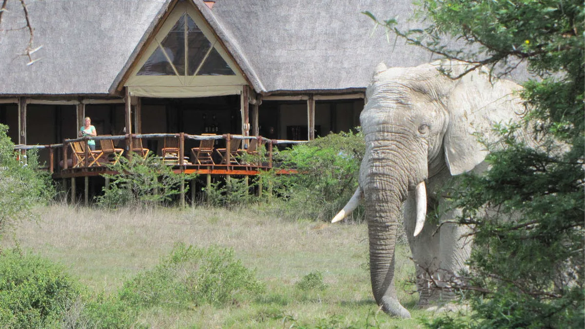 An elephant approaches the lodge deck where a guest is watching from the railing