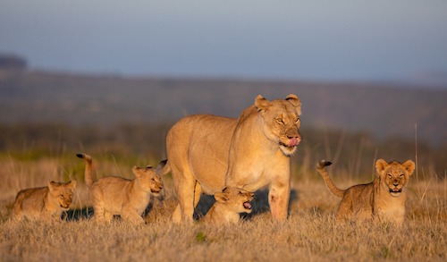 Lioness and cubs sighting