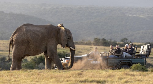 Elephant on game drive