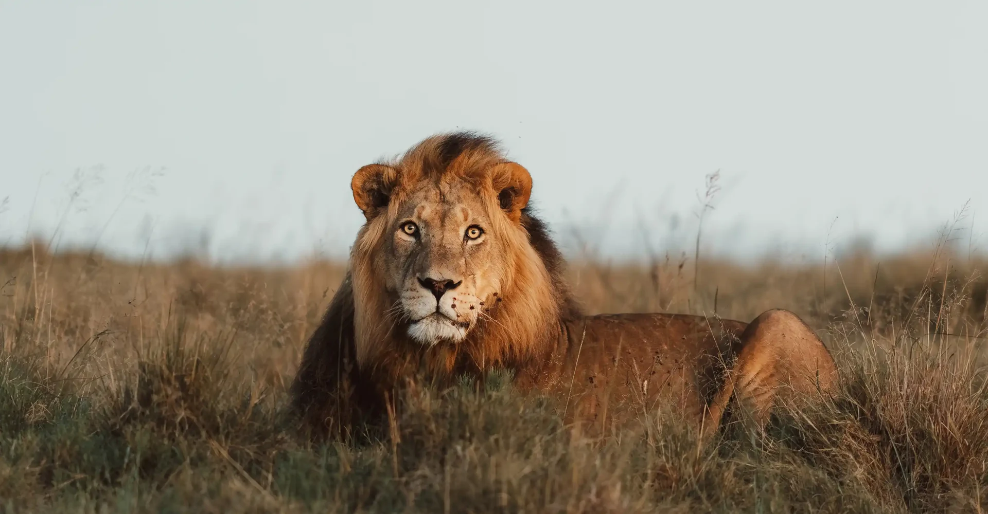 Male lion in the Lalibela bush