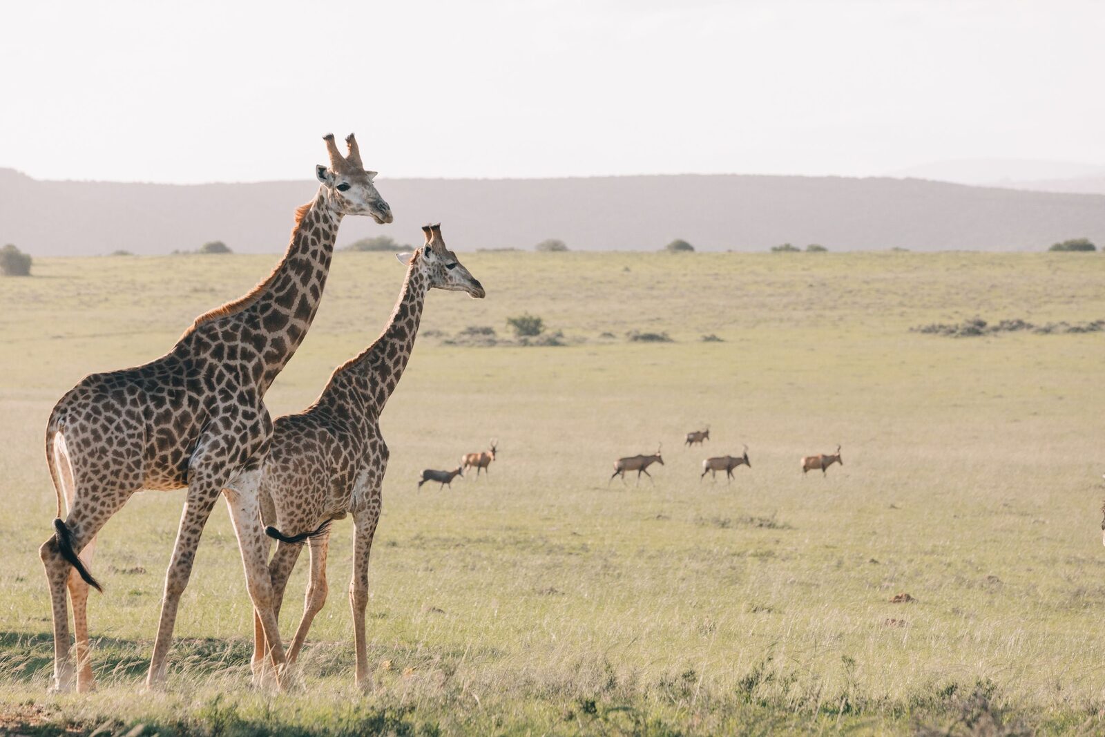 Amakhala Game Reserve