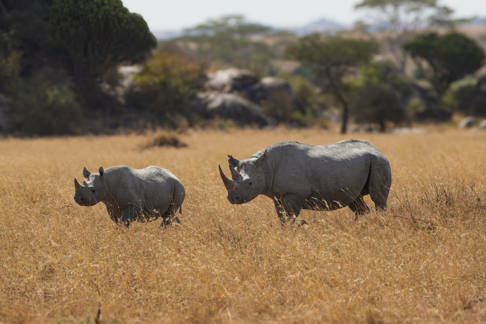 Kwandwe Private Game Reserve landscape