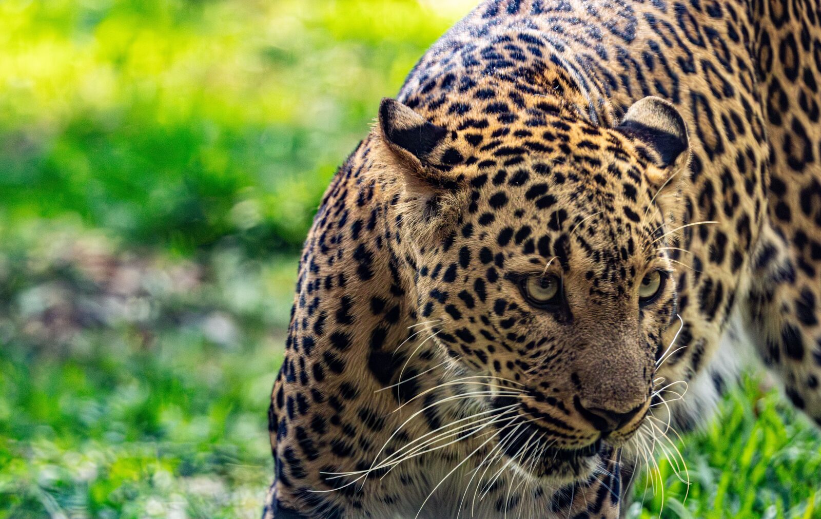 Sabi Sand Game Reserve, leopard country in Greater Kruger